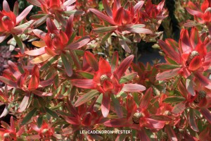 Leucadendron 'Jester' blossom